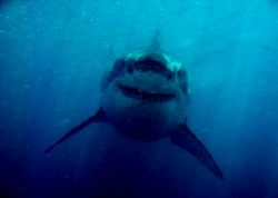 The greatest shark in the world, photographed in south af... by Andy Casagrande Iv 